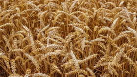 Минсельхоз США снизил прогноз на урожай пшеницы в России